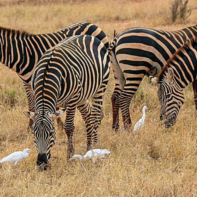 Amboseli-Zebras-01