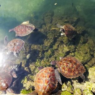 Mnarani Marine Turtles