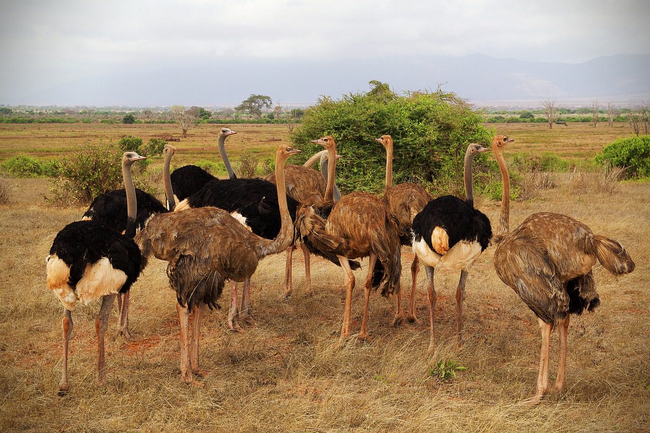Tsavo-Ostrich
