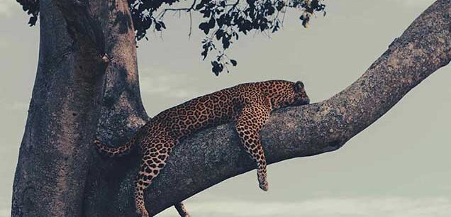 Maasai Mara