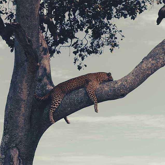 Cheater Resting on top of a tree