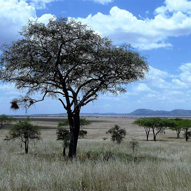 Serengeti-National-Park-A