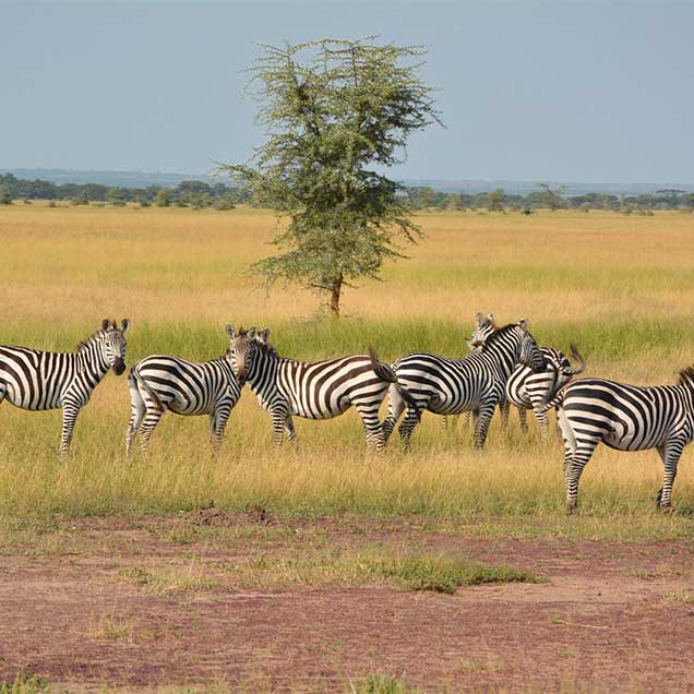 Serengeti-National-Park-B